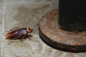 Best methods of cockroach control