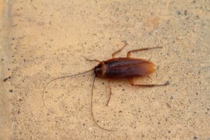 Best methods of cockroach control