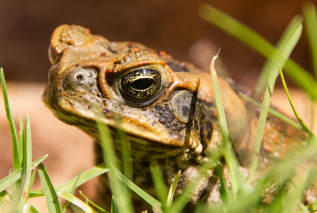 Cane Toad Pest