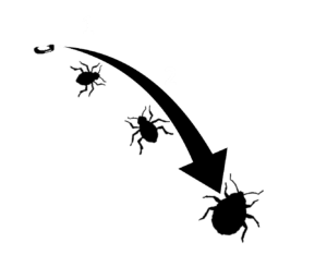 bed bug life cycle