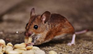 How Do I Get Rid Of Mice Pestrol Australia