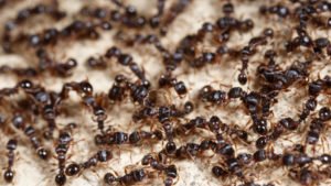 get rid of ants
