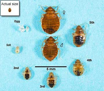 tiny flying bugs in house attracted to light australia