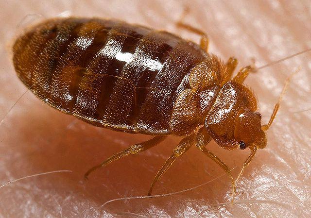 Pest, Call of Duty Wiki