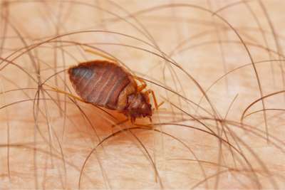 bed bugs