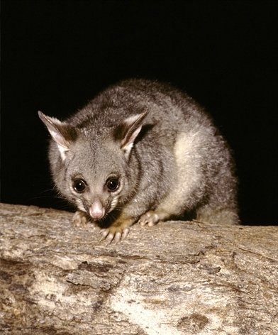The Australian Brushtail Possum