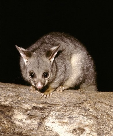 POSSUMS AS PESTS: SIGNS, SYMPTOMS, PREVENTION AND CONTROL