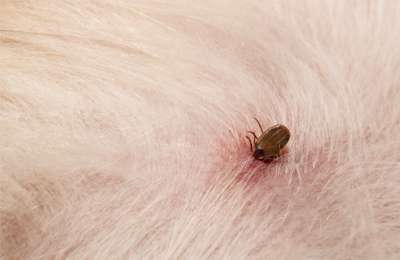 ticks