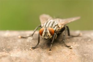Fly Pest