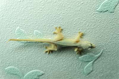 geckos