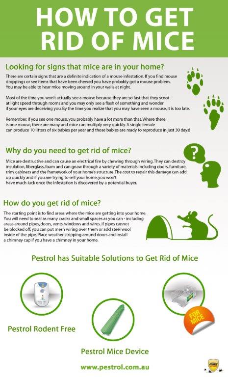 How to Get Rid of Mice