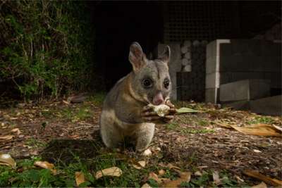 possums