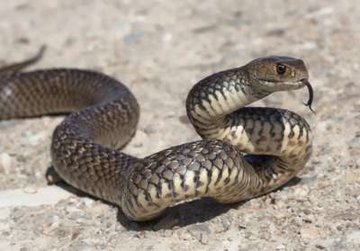 Snakes As Pests: Signs, Symptoms, Prevention and Control - Pestrol Australia