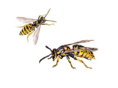 wasps