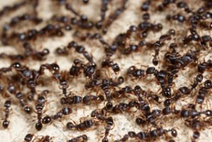Ants Control Products