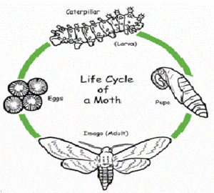 lifecycle of a moth
