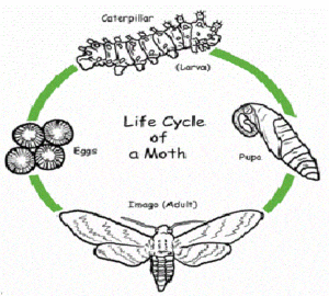 Pantry Moth Life Cycle - The Life Cycle of A Pantry Moth