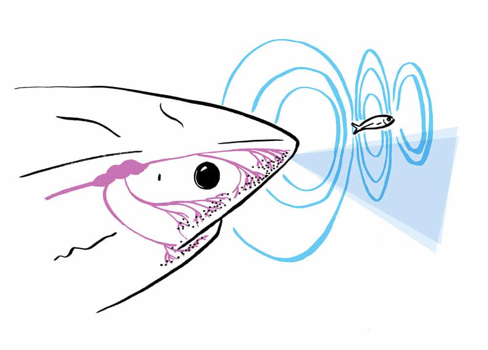 shark repelling braclet