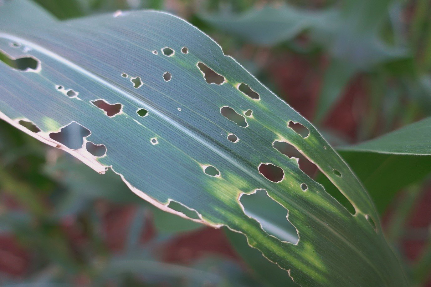 Your Guide to the Armyworm and How To Deal With An Infestation