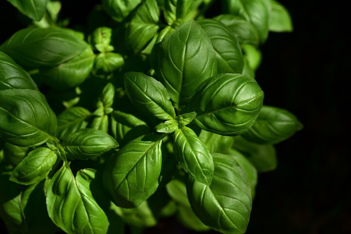 Add Some Basil To Your Garden