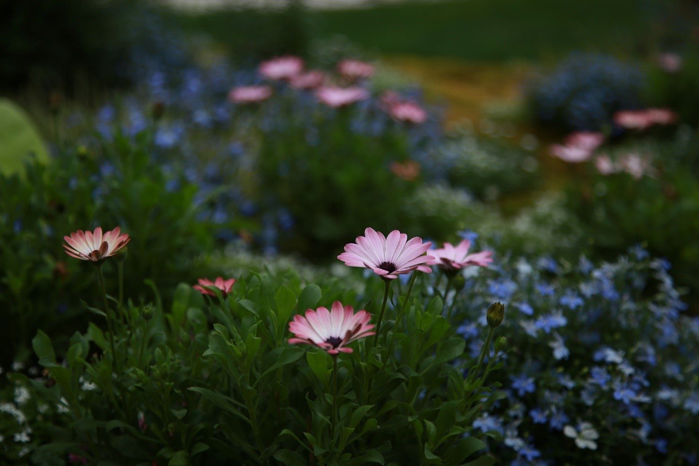 Chrysanthemums