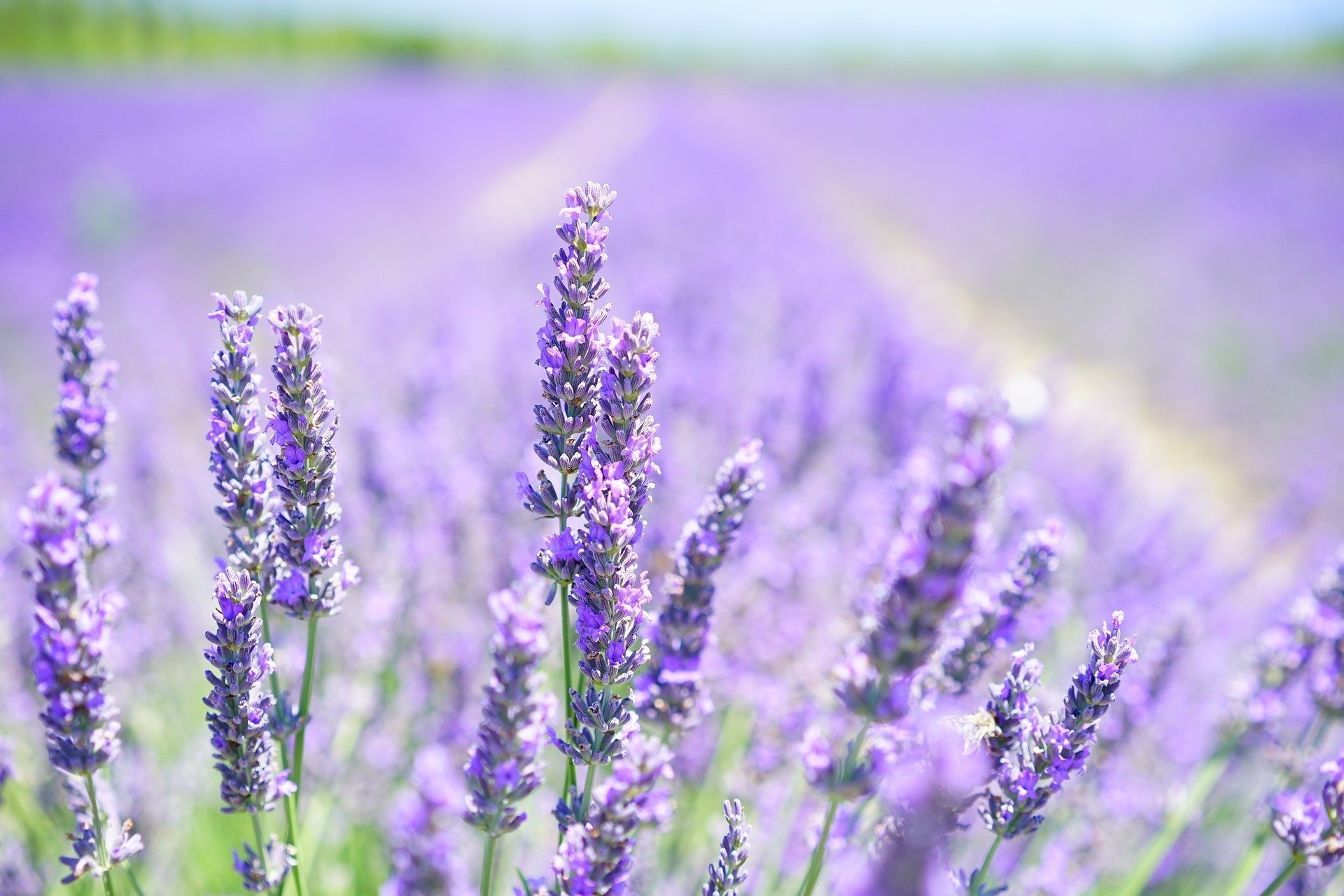 Does lavender Work As A Barrier Against Insects