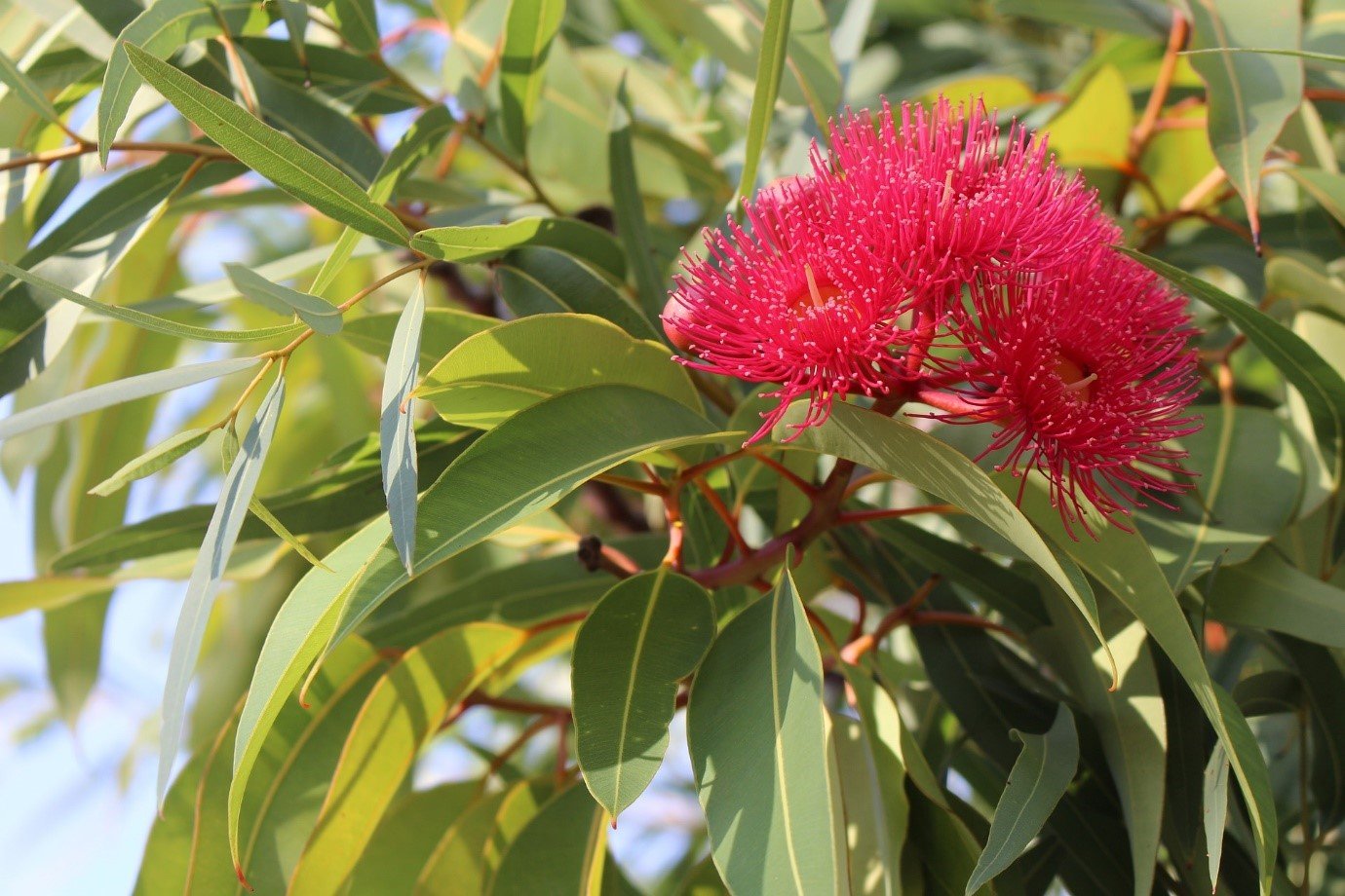 Grow a Eucalyptus Tree In the Yard