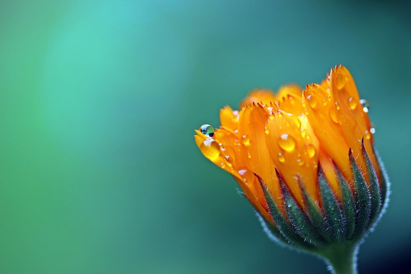 Marigolds