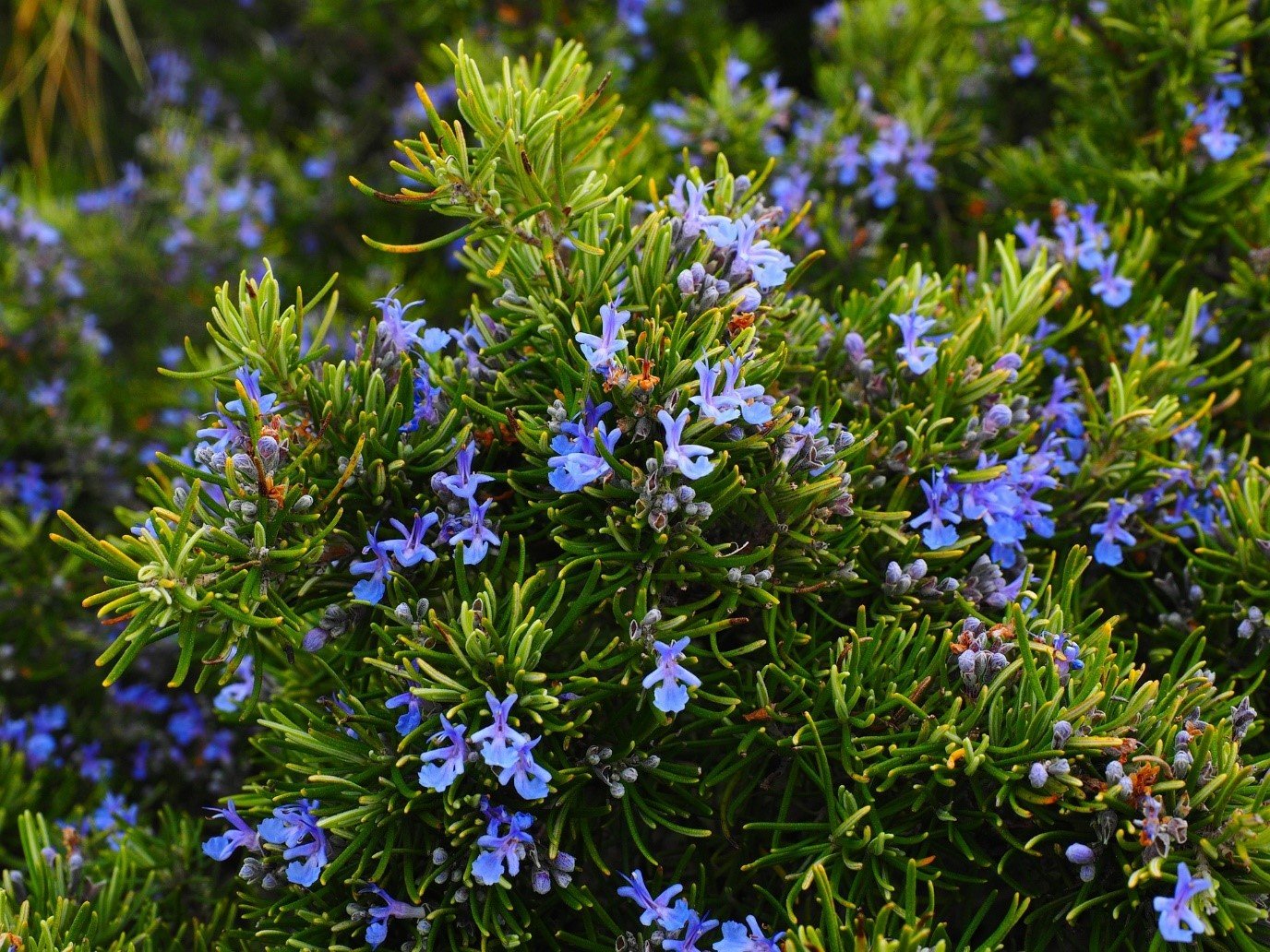 Rosemary Masks the Smell of Other Plants