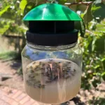 Envirosafe Wasp Attractant Refills – Long-Lasting Bait for Effective Wasp Control (2-Pack).