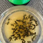 Envirosafe Wasp Attractant Refills – Powerful Lure for European Wasp Traps (2-Pack).