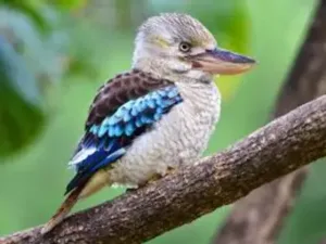 Kookaburra