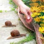 Rodent Copper Mesh in Action
