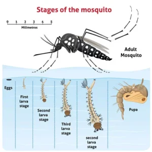 mosquito lifescycle