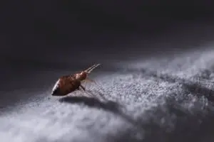 Bed Bug on Carpet