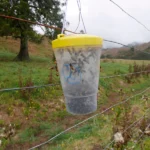 Sundew VesPEX PRO Dominator Bottle Trap in Action 1
