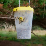 Sundew VesPEX PRO Dominator Bottle Trap in Action 2