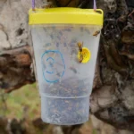 Sundew VesPEX PRO Dominator Bottle Trap in Action 3