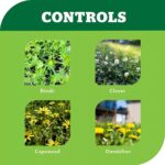 Application of Yates Weeder on garden lawn with weeds