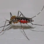 Mosquito