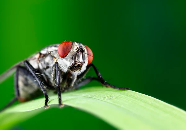 How to Get Rid of Houseflies at Home Naturally (10 EFFECTIVE SOLUTIONS) 