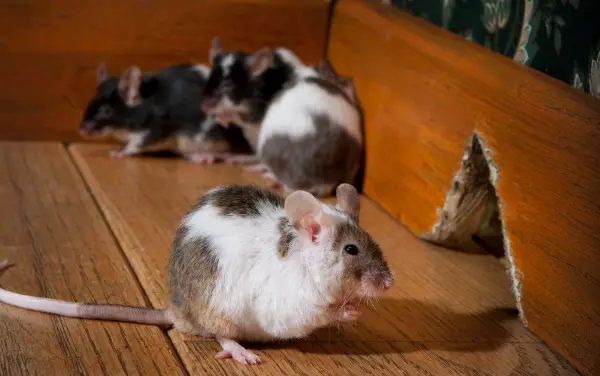 How to Kill Mice - Does Poison Work?