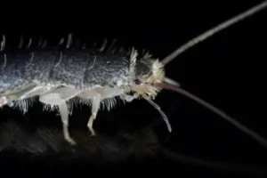 silverfish