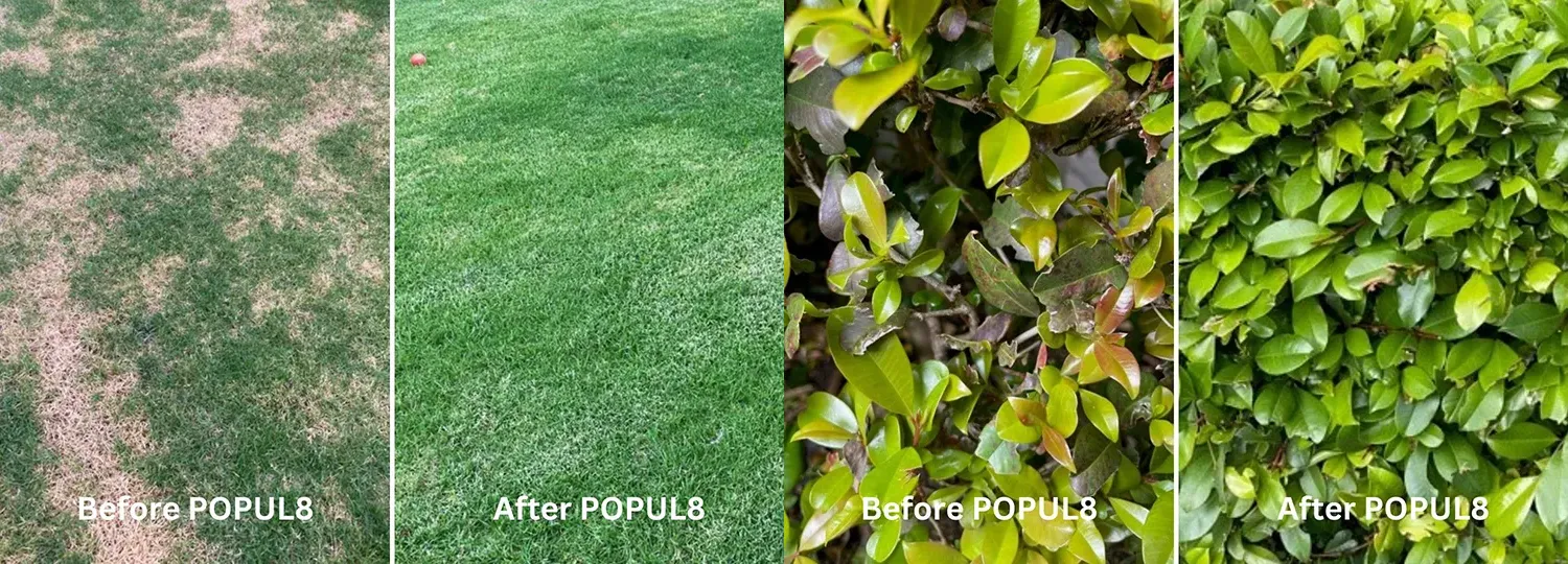 Neutrog Popul8 - 1L - Before & After