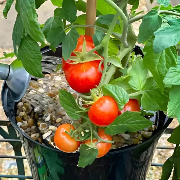 Benefits of Tomorite Tomato Food: more fruit, healthy growth, improved flavour