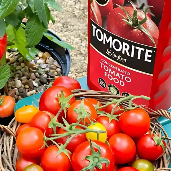 Tomorite being applied to soil around tomato plants in a garden