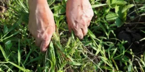 types of weeds