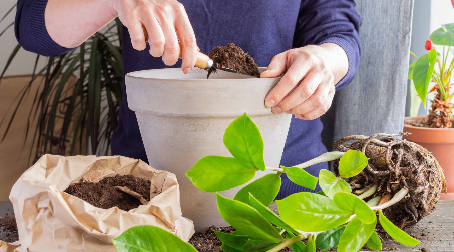 How to Use Potting Mix