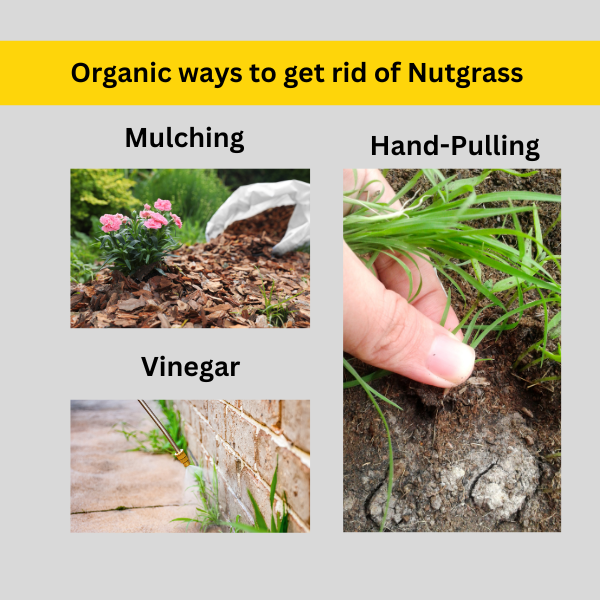 Organic way to get rid of nutgrass