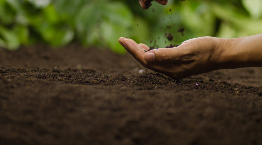 Potting Soil Vs Potting Mix